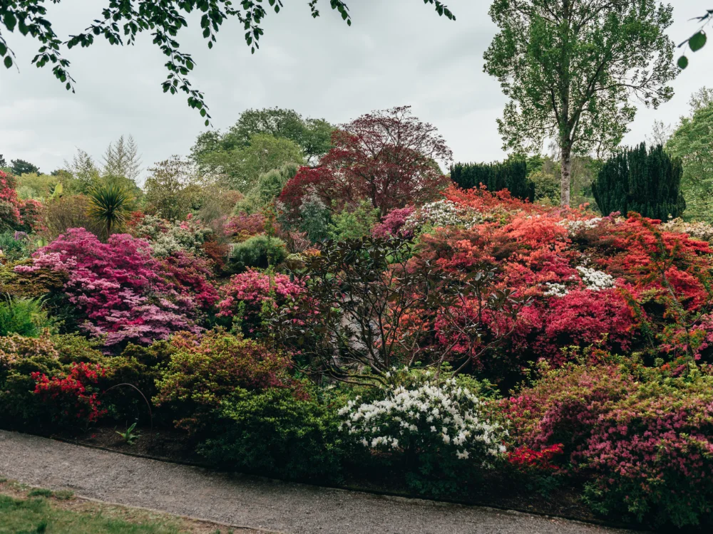 Colourful landscaped garden with decorative plants and mature shrubs